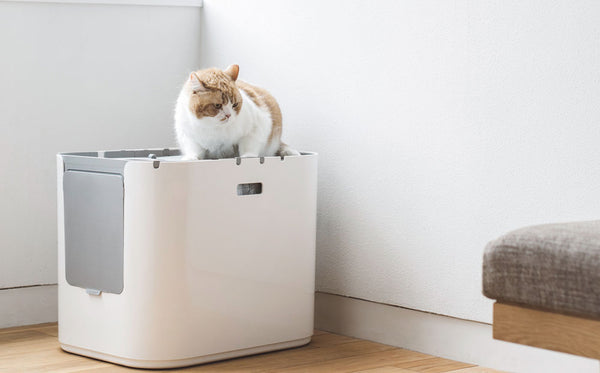 How to Transition Your Cat to Covered Litter Box I Modkat