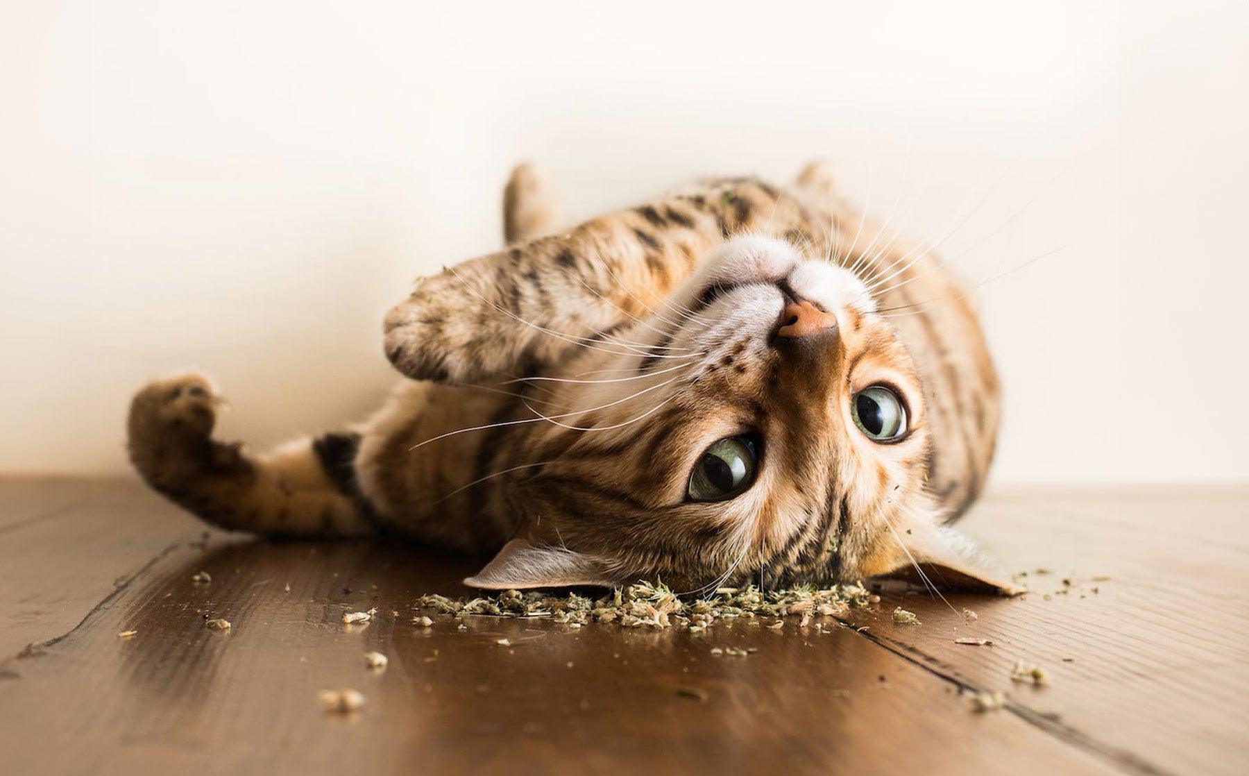 What does catnip do to cats? - Modkat