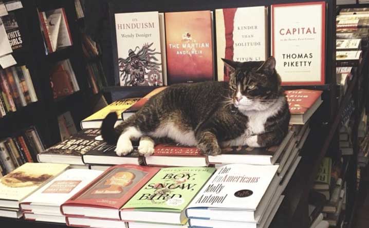Top 10 books about cats for summer reading. - Modkat
