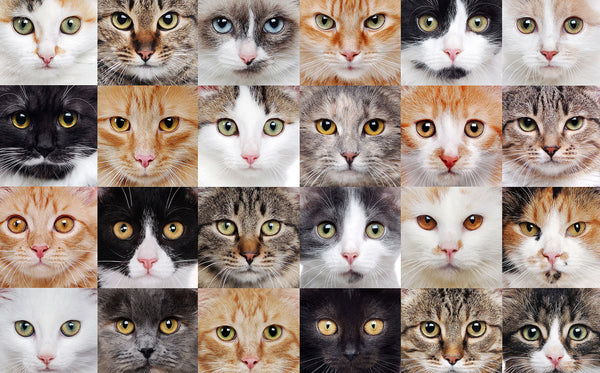 What are the Most Common Cat Breeds in Georgia: Top Feline Favorites