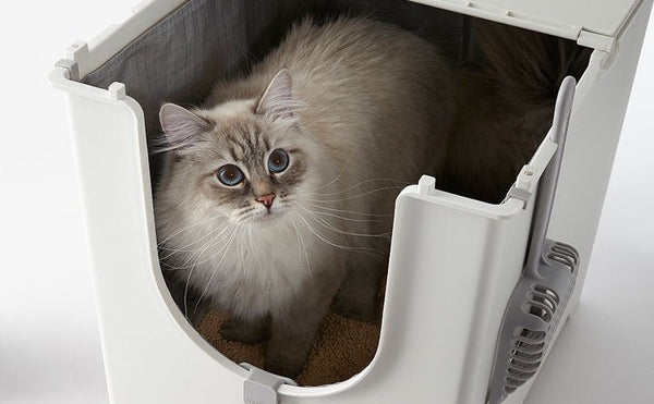 The Ultimate Guide to Flip Top Litter Boxes Modkat