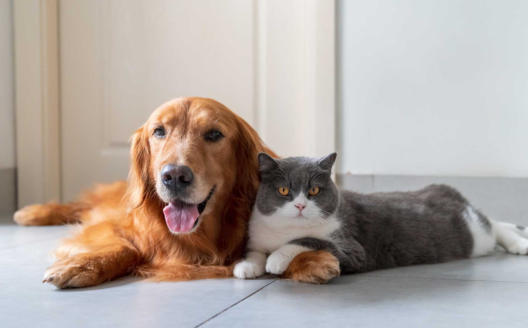 Debunking common myths about cats for better pet care. - Modkat