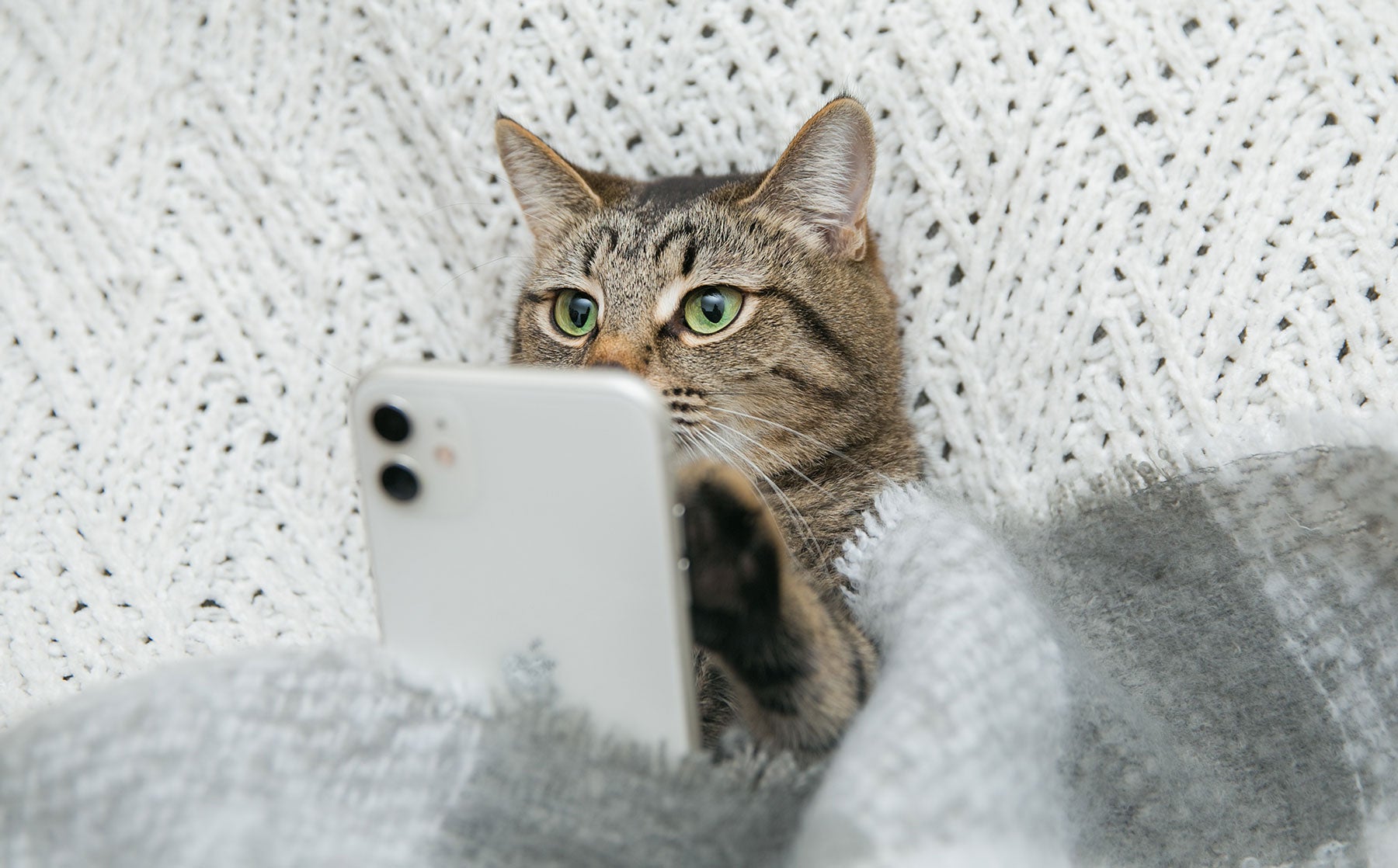 12 Tips to keep a cat busy during the day. - Modkat