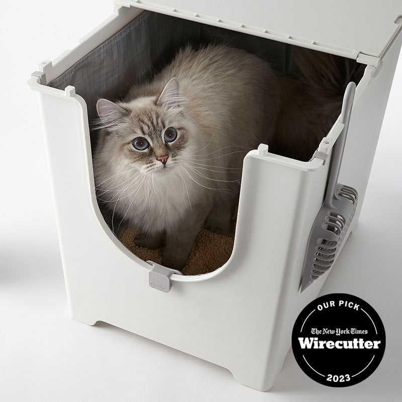A cat in the Modkat Flip Litter Box
