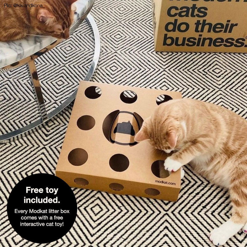A cat playing on the floor with the included  interactive cardboard toy