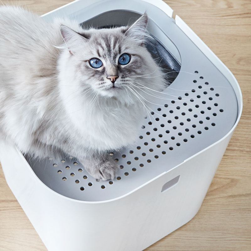 Modkat Litter Box with pretty white cat atop.
