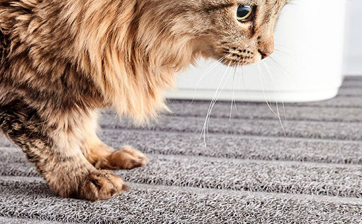 Top 3 must-have cat litter box accessories.