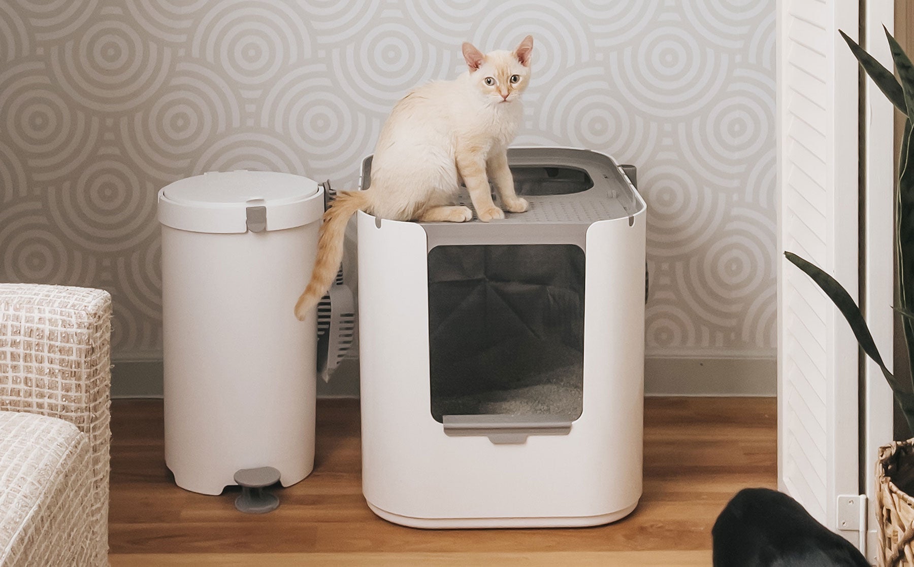 Free cat litter box best sale