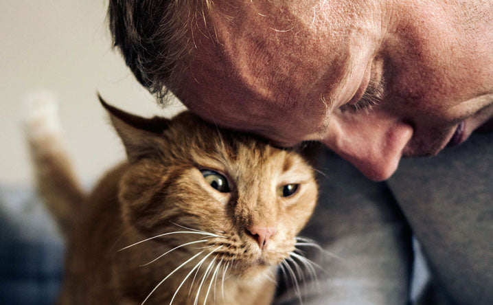 9 tips for living with older cats.