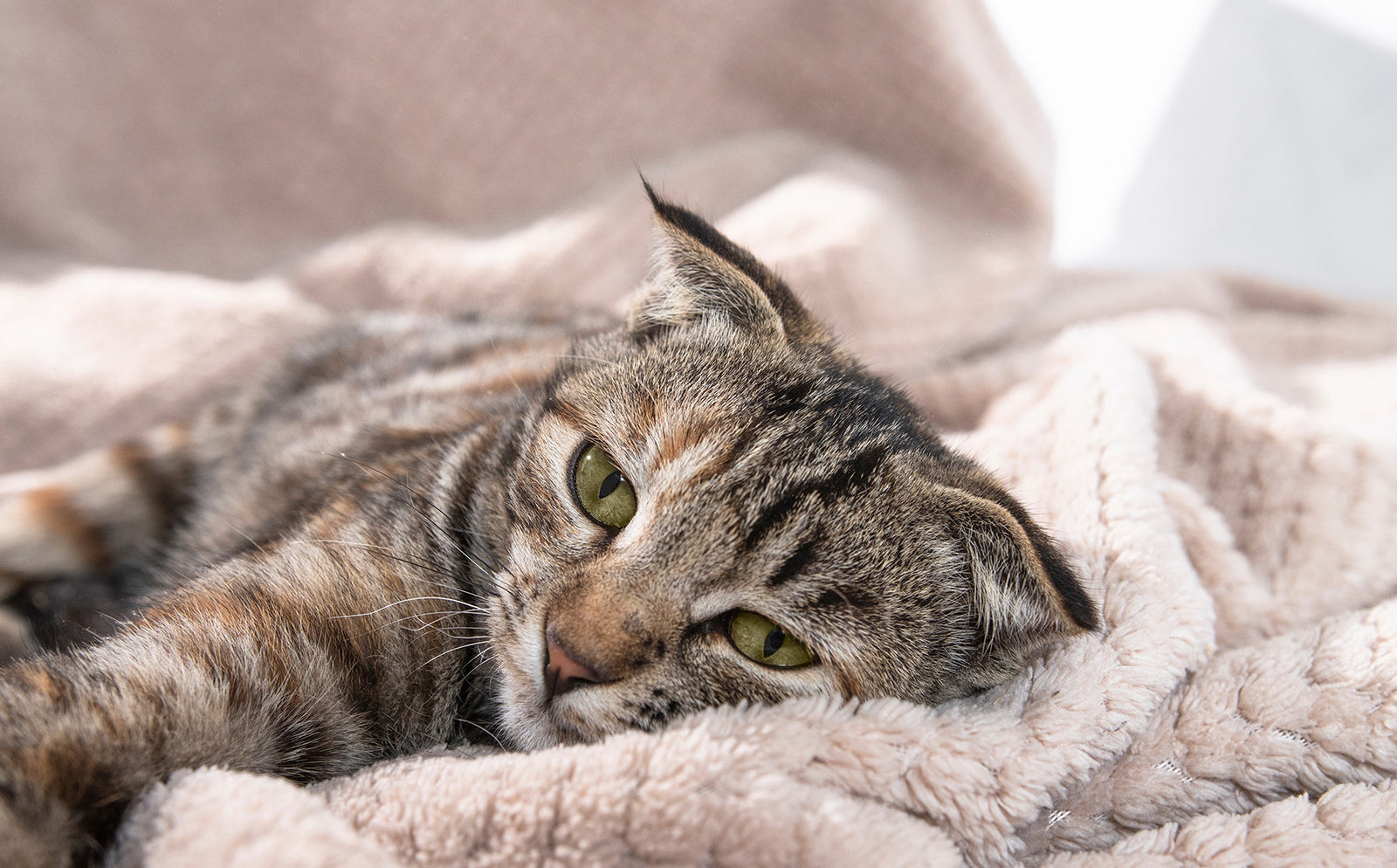 Renal disease in cats: Here’s what you need to know.