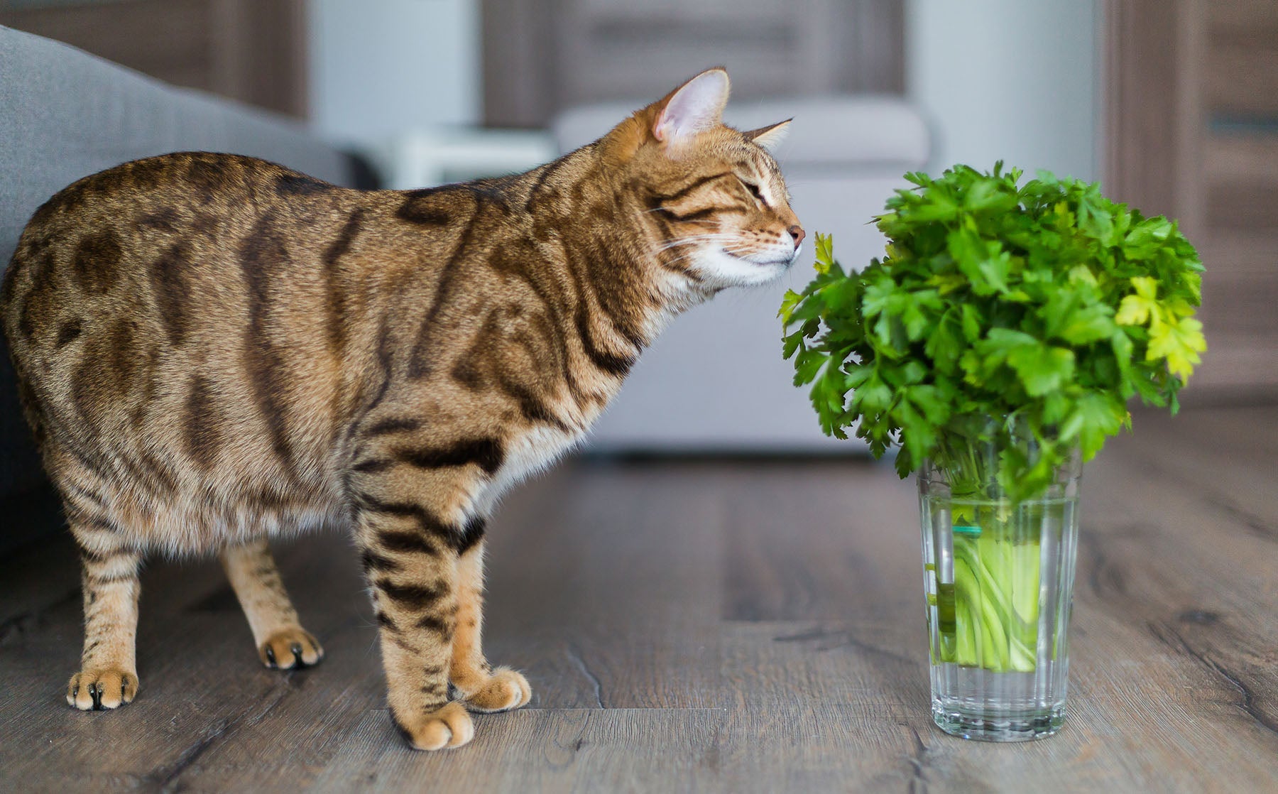 Can cats eat cilantro: understanding what your cat can and can&rsquo;t 