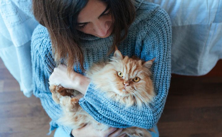 Cat Adoption Guide. - Modkat