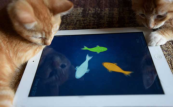 Top Apps for Cats and the People Who Love Them
