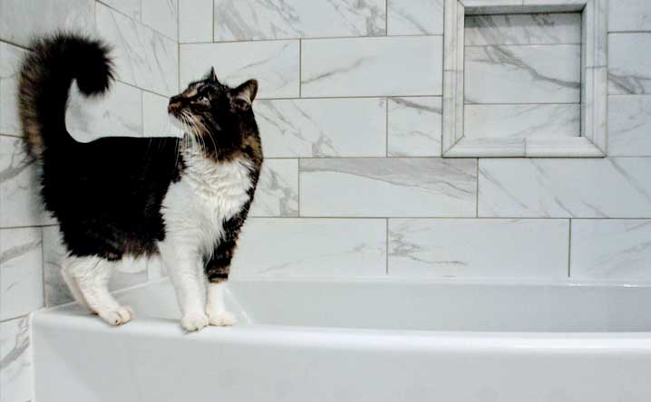 8 Tips to Stop Your Cat From Peeing in the Bathtub Modkat