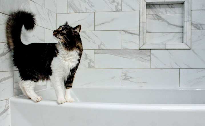 Cat walking on bathtub edge | Modkat