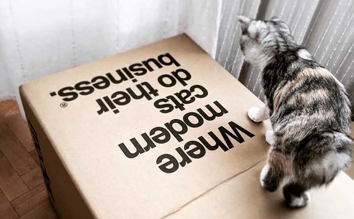 Why do cats love boxes so much?