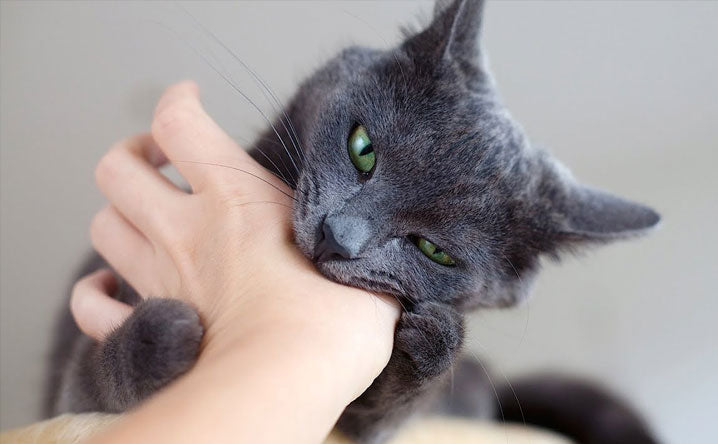 Why does my cat bite me when I pet her?