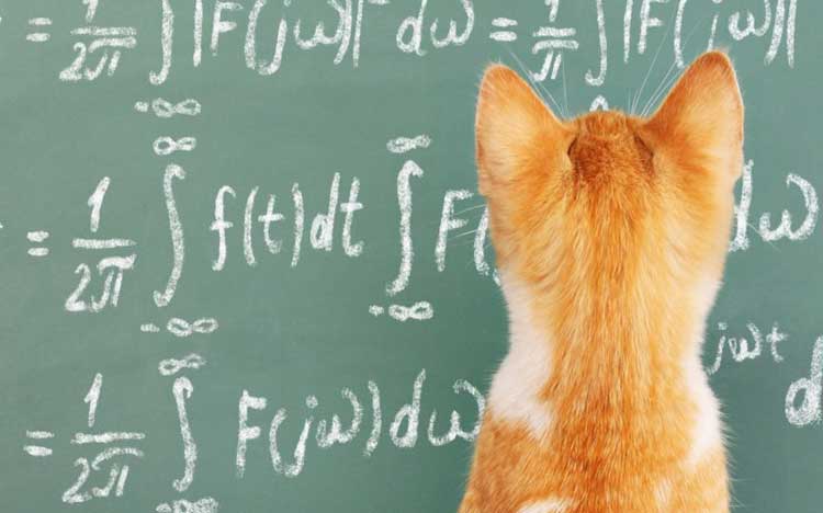 Modkat’s Top 10 Cat-Friendly Colleges