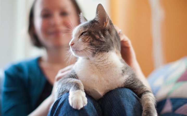 Cats like people (really!), study says.