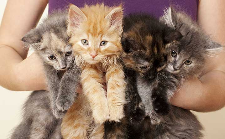 Scientists debunked the crazy cat lady cliché!
