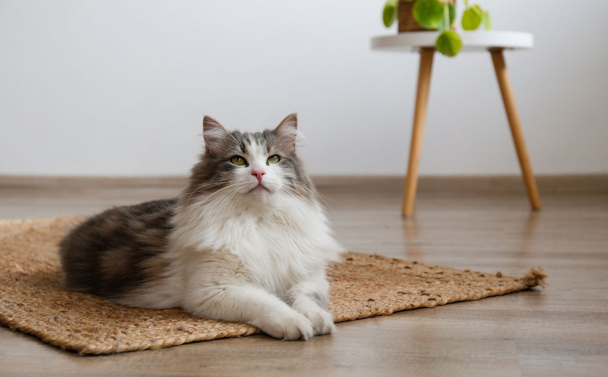 Cats are perfect, science says so.