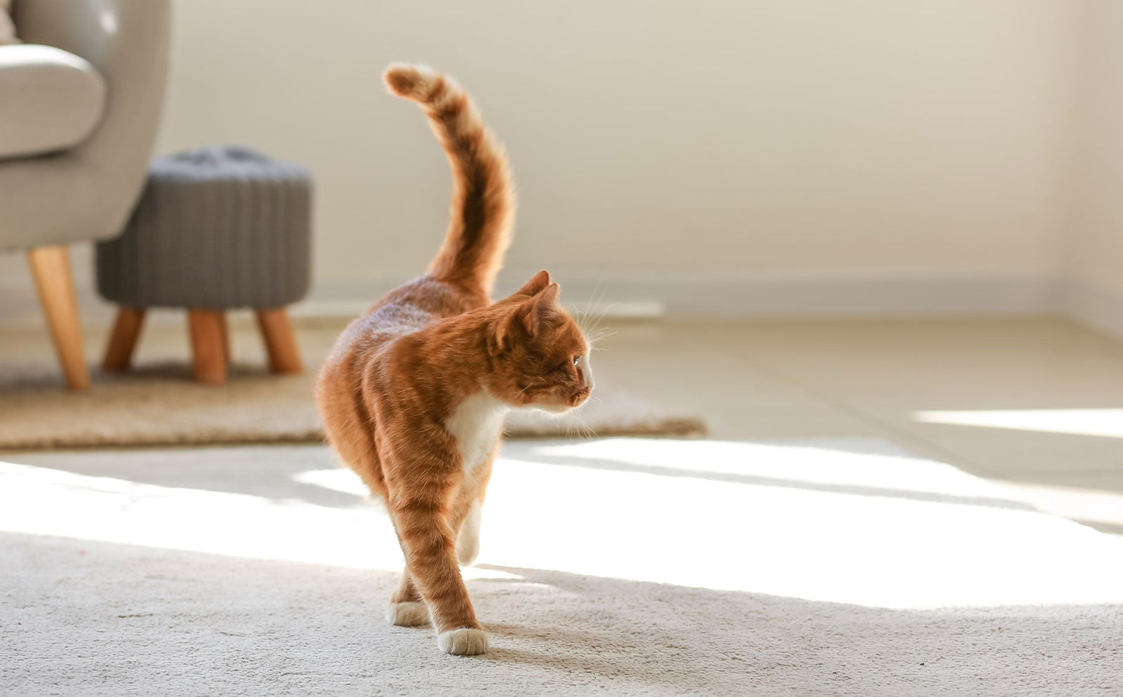 A cat’s eye view of home.