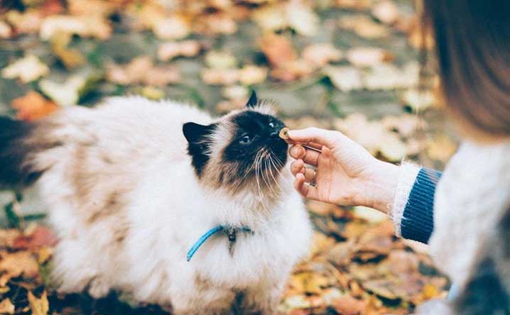 Science proves cats are man’s best friends.