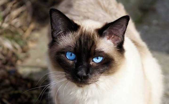 Five cat breeds that meow the most