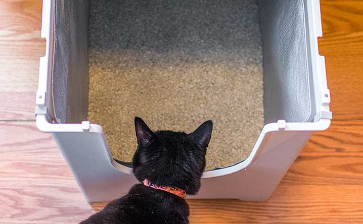 7 tips to make a stinky litter box smell fresh & clean. - Modkat