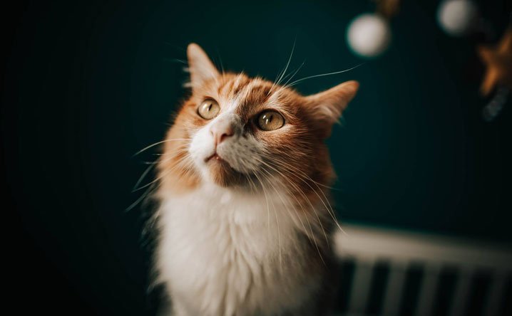 Do cats love their owners? These 5 studies say "yes!" - Modkat