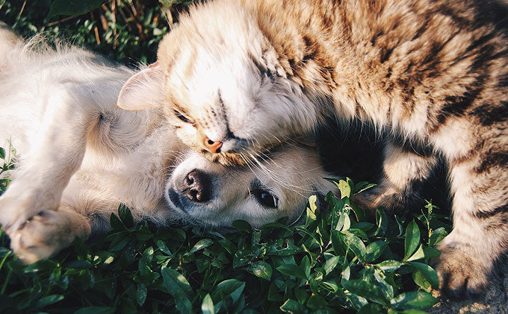 5 Tips to introduce a new cat to your dog.