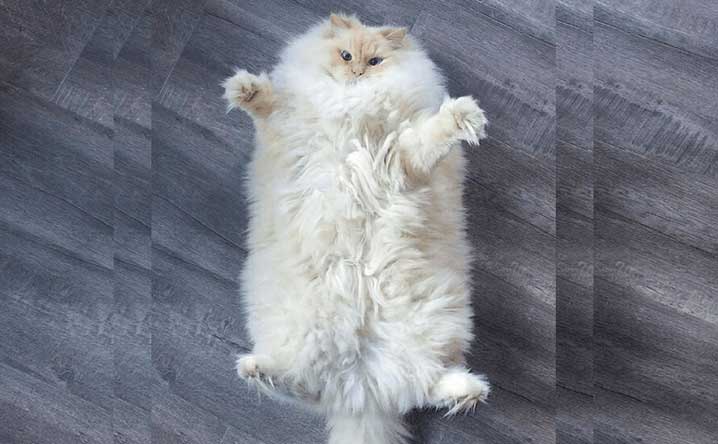 Is my cat obese?