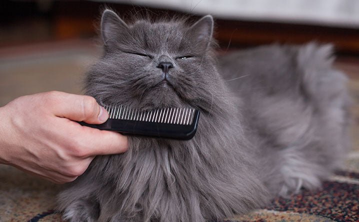 Cat grooming 101. - Modkat