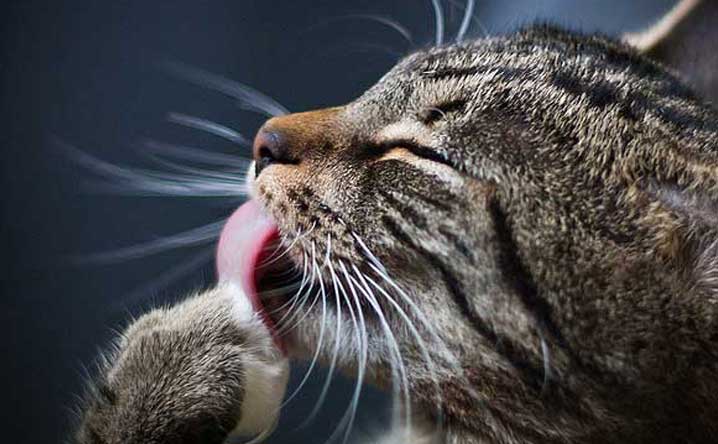 Should I worry about my cat’s hairballs? - Modkat