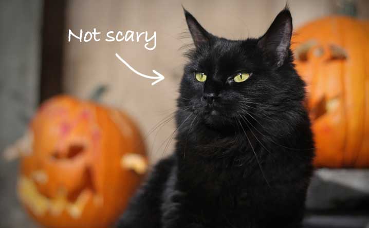Give a black cat a forever home at Halloween.