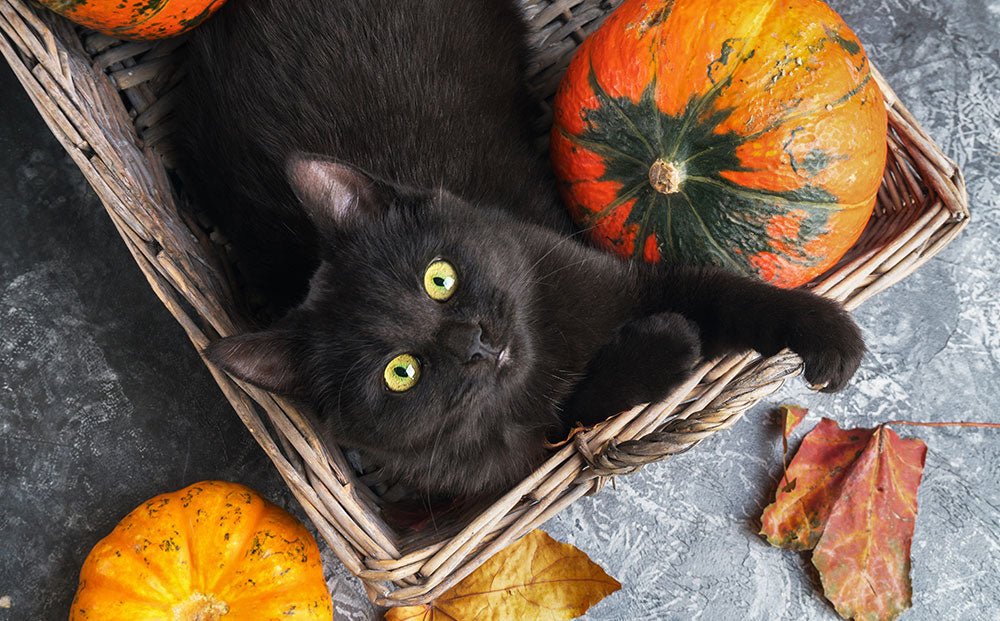 9 tricks to make Halloween a treat for your cat. - Modkat