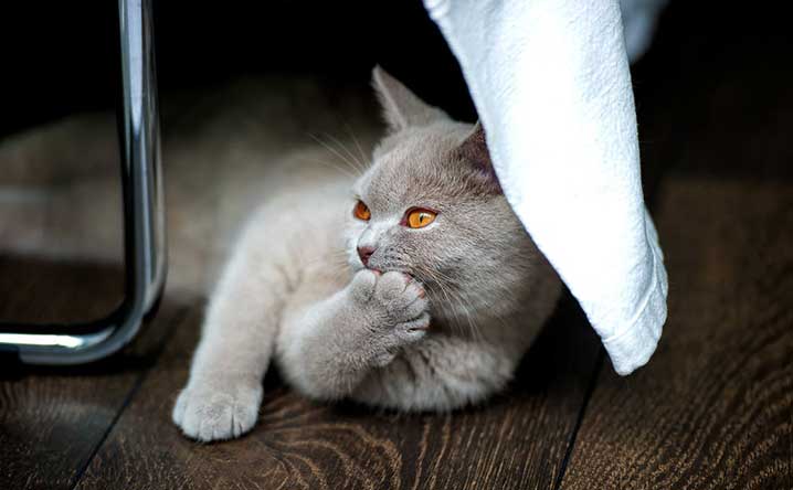 Why cat hiccups happen & what to do about them.