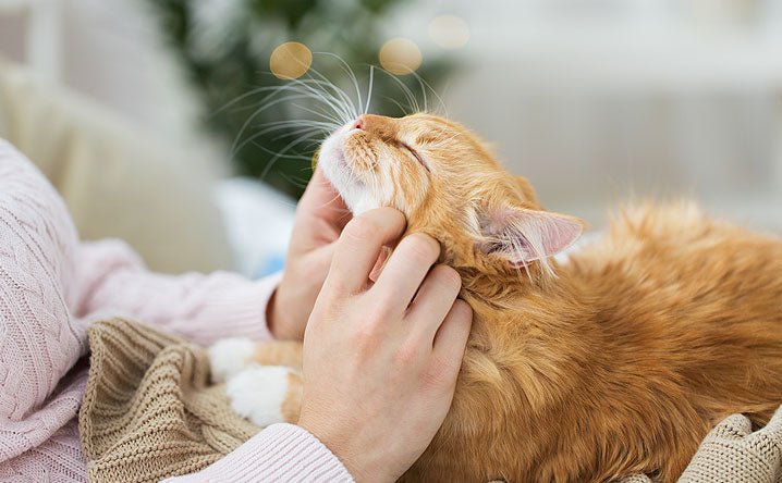 Kitty home alone? - Modkat