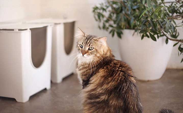 How many litter boxes do I need? - Modkat