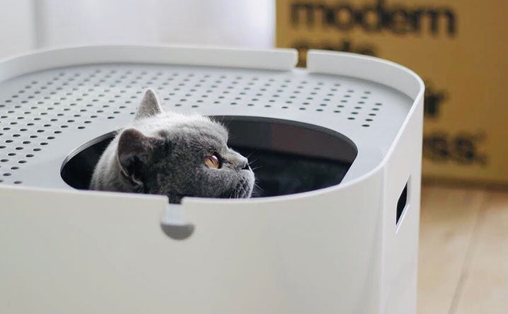 Cat poking its head out of a litter box | Modkat