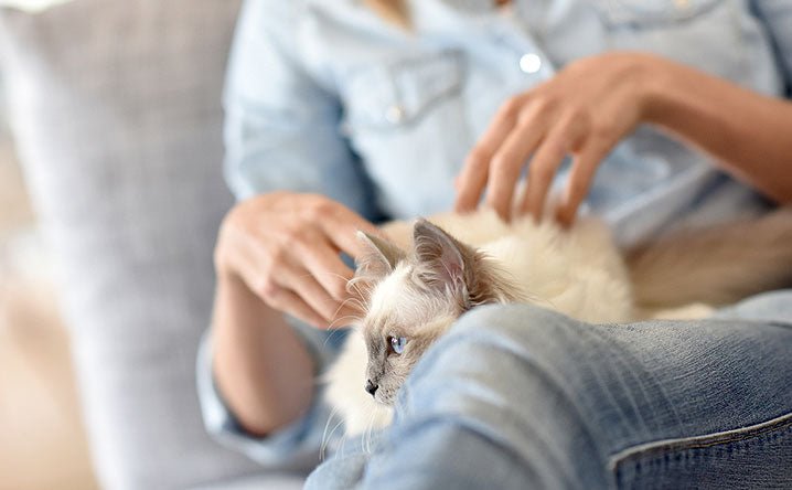 Why are some cats lap cats and others are not? - Modkat