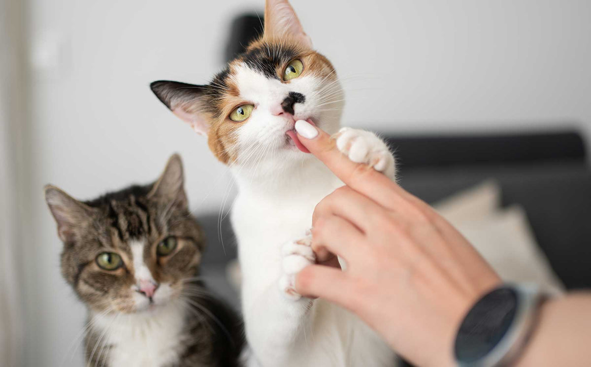 Why does my cat lick me? - Modkat