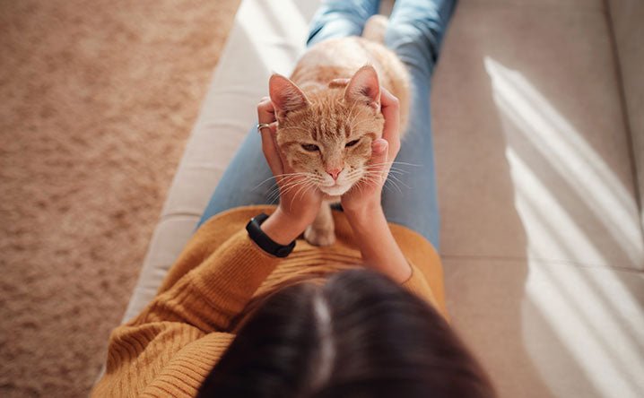 4 ways to tell if your cat loves you. - Modkat