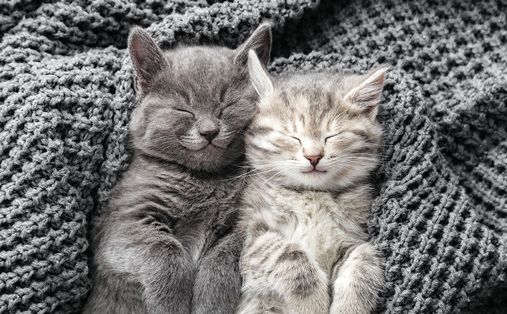 9 luxury cat items to make your life easier. - Modkat