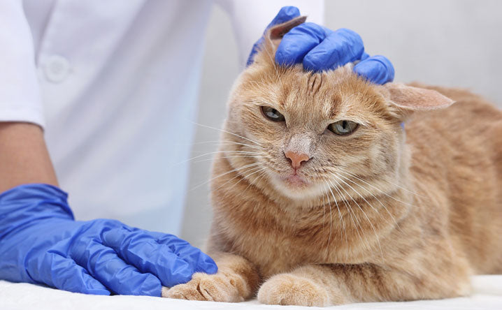 How to treat ear mites in cats.