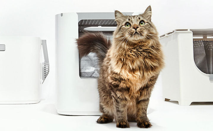 Cat in Front of a Modern Litter Box | Modkat