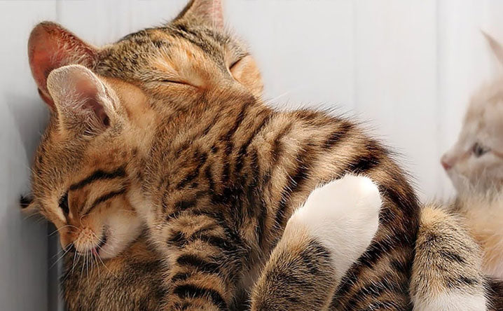 Momma cats and human moms aren't all that different.