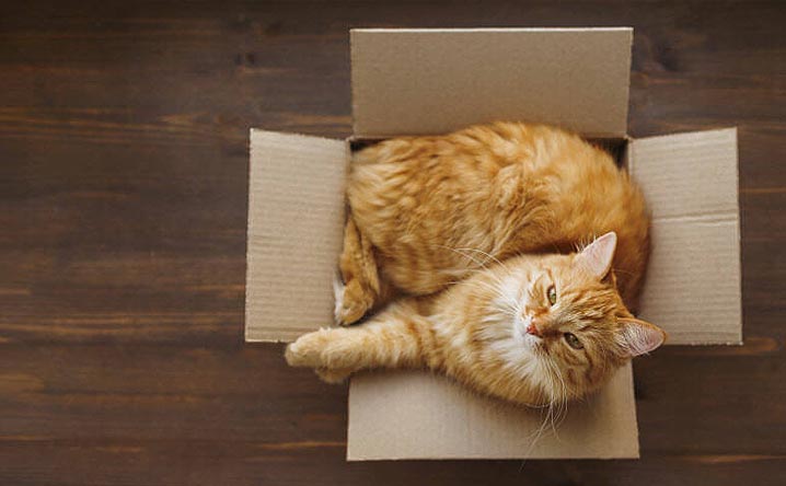 10 tips for moving with your cat. - Modkat