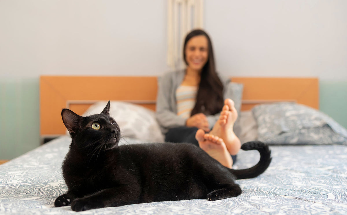 Why do cats meow at night? See these effective tips for minimizing nighttime meows. - Modkat
