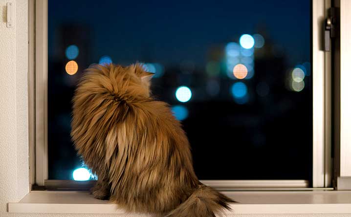 Why Does My Cat Meow at Night? 6 Tips For Quieting Night-Time Meows